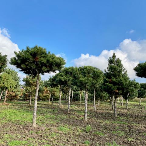 Pinus nigra ssp.nigra | Deštník 225 cm